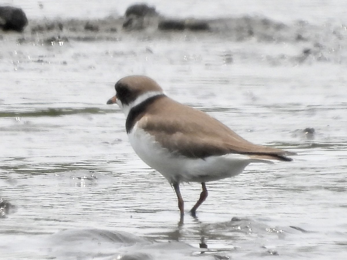 Semipalmated Plover - ML577954401