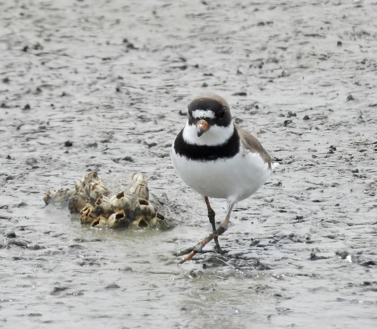 Semipalmated Plover - ML577954411