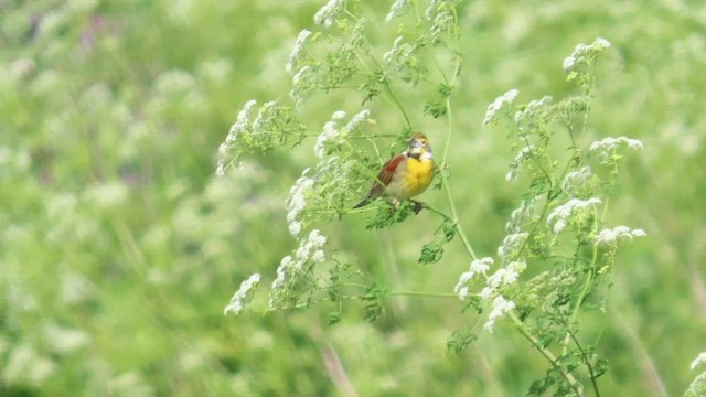 Dickcissel - ML577954691