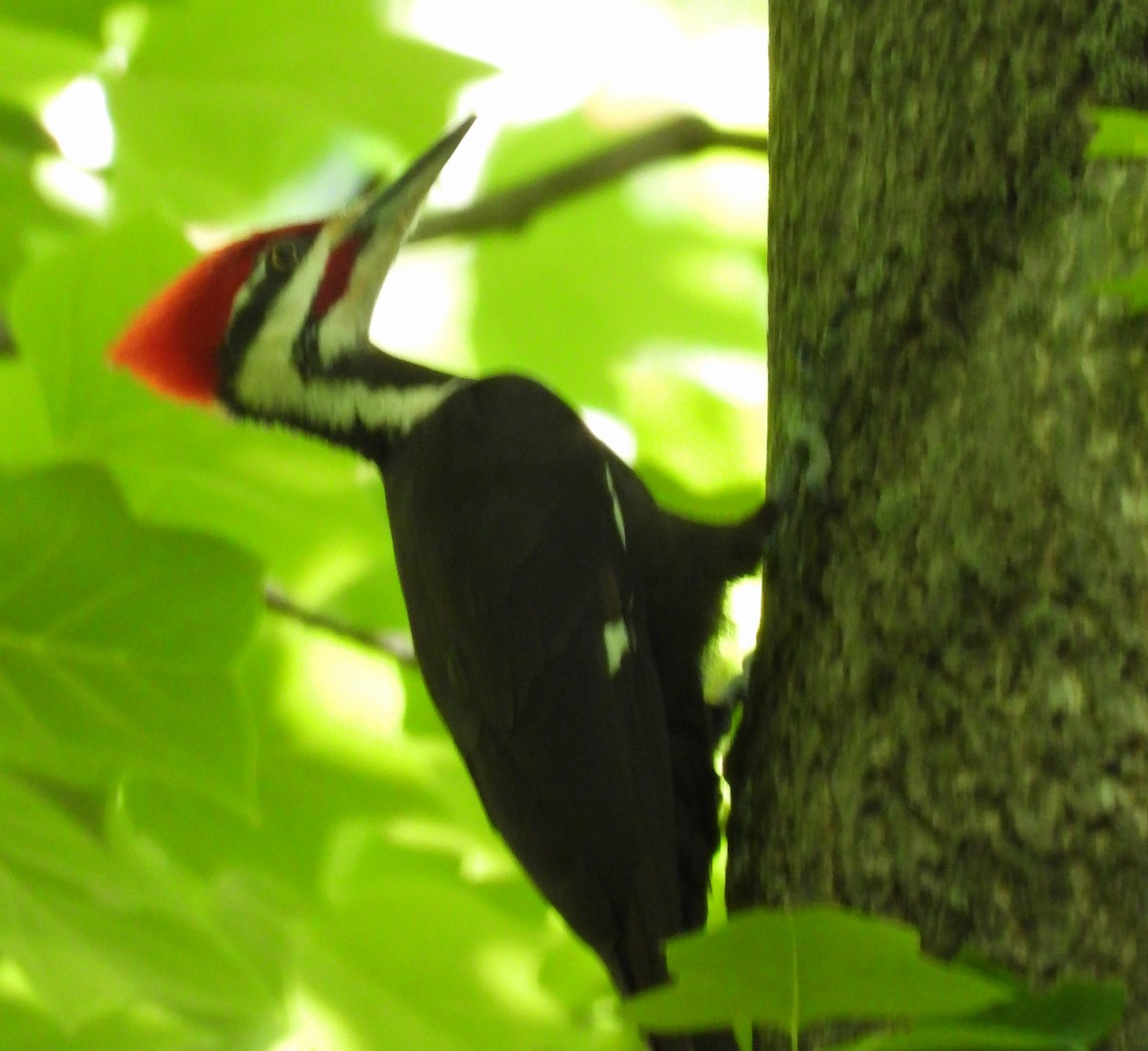 Pileated Woodpecker - ML577956391