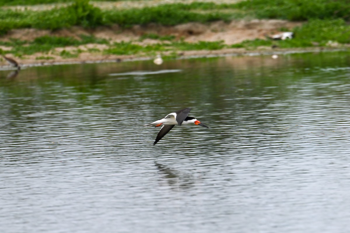 Black Skimmer - ML577956751