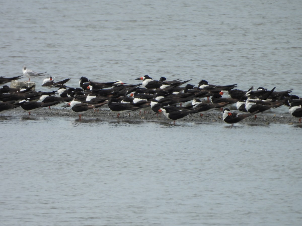 Black Skimmer - ML577956871