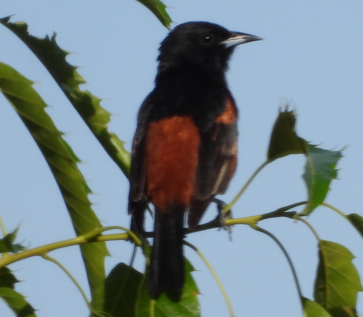 Orchard Oriole - ML577956901