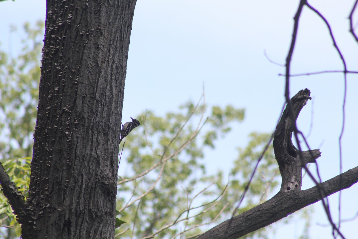 Hairy Woodpecker - ML577957121