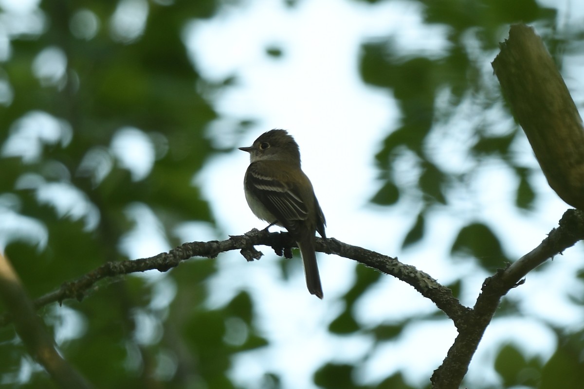 Least Flycatcher - ML577957611