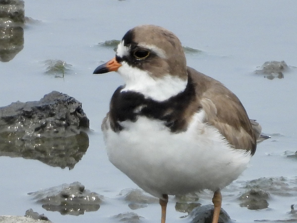 Semipalmated Plover - ML577957641