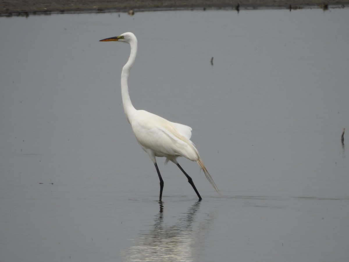 Great Egret - ML577957741