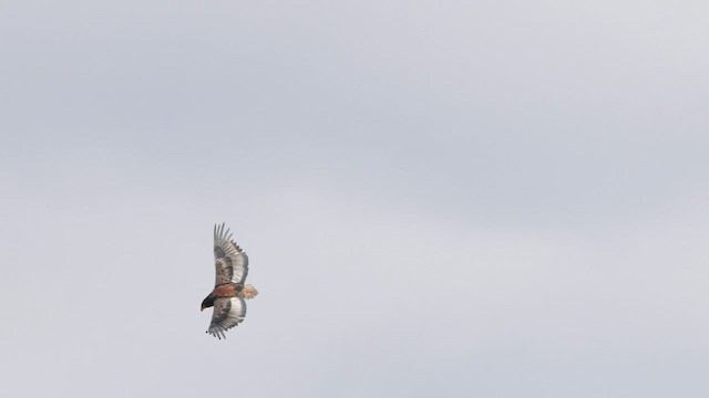 Águila Volatinera - ML577957851