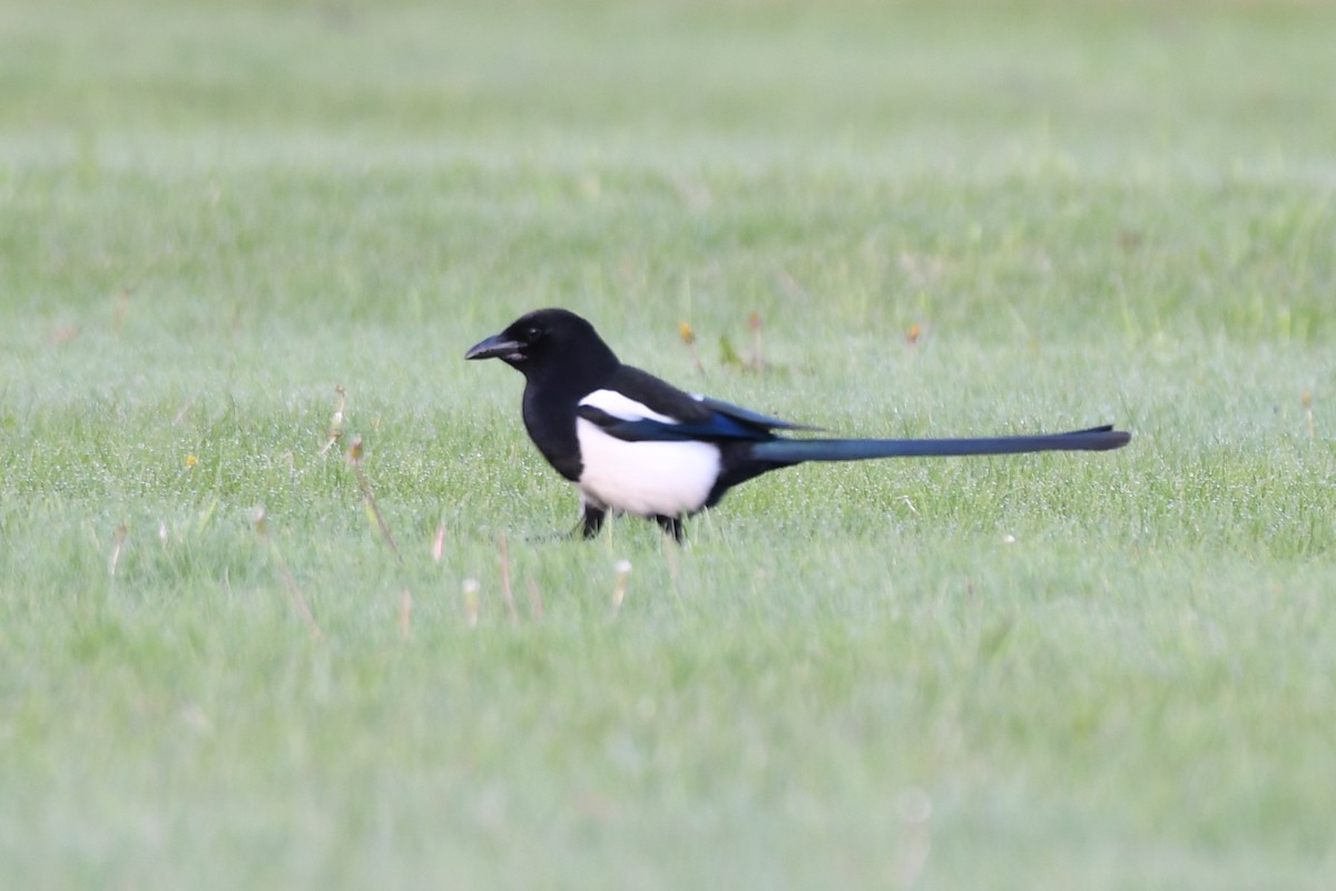 Black-billed Magpie - ML577958351