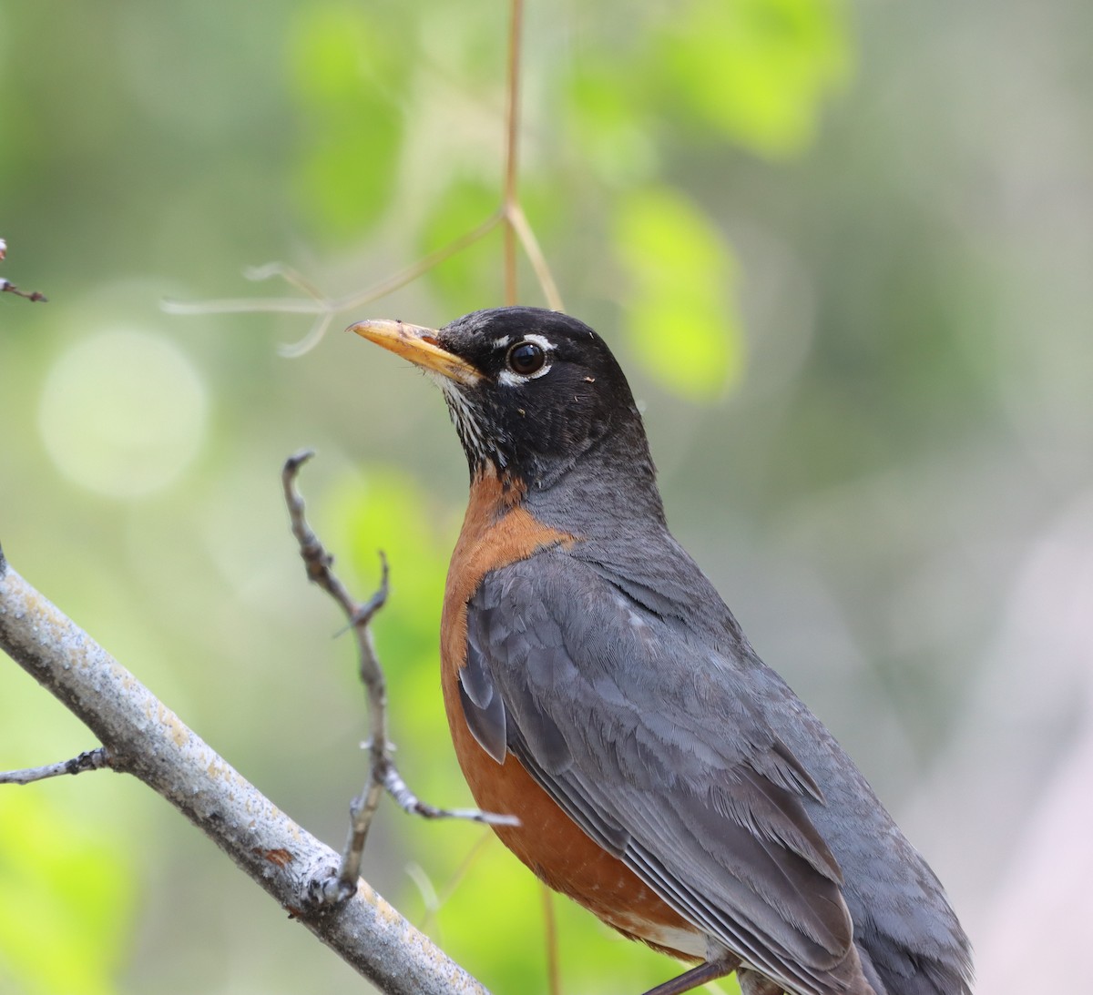 American Robin - ML577958851