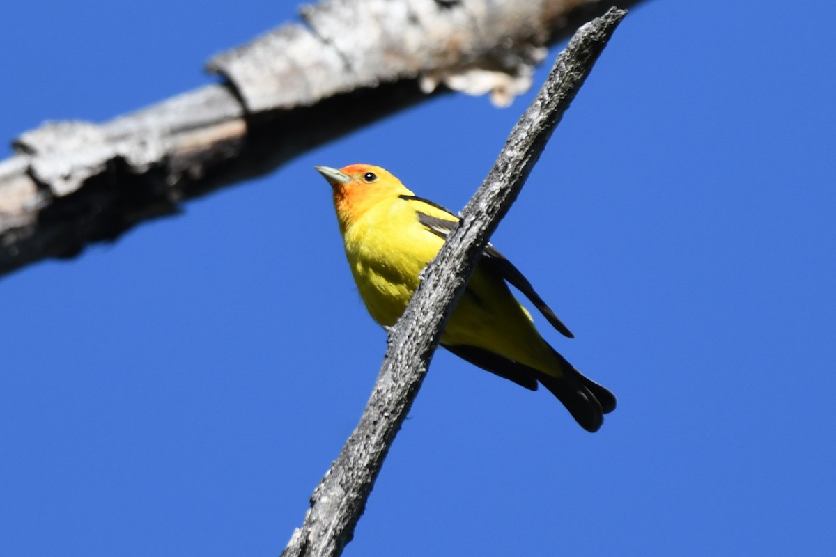Western Tanager - ML577958941