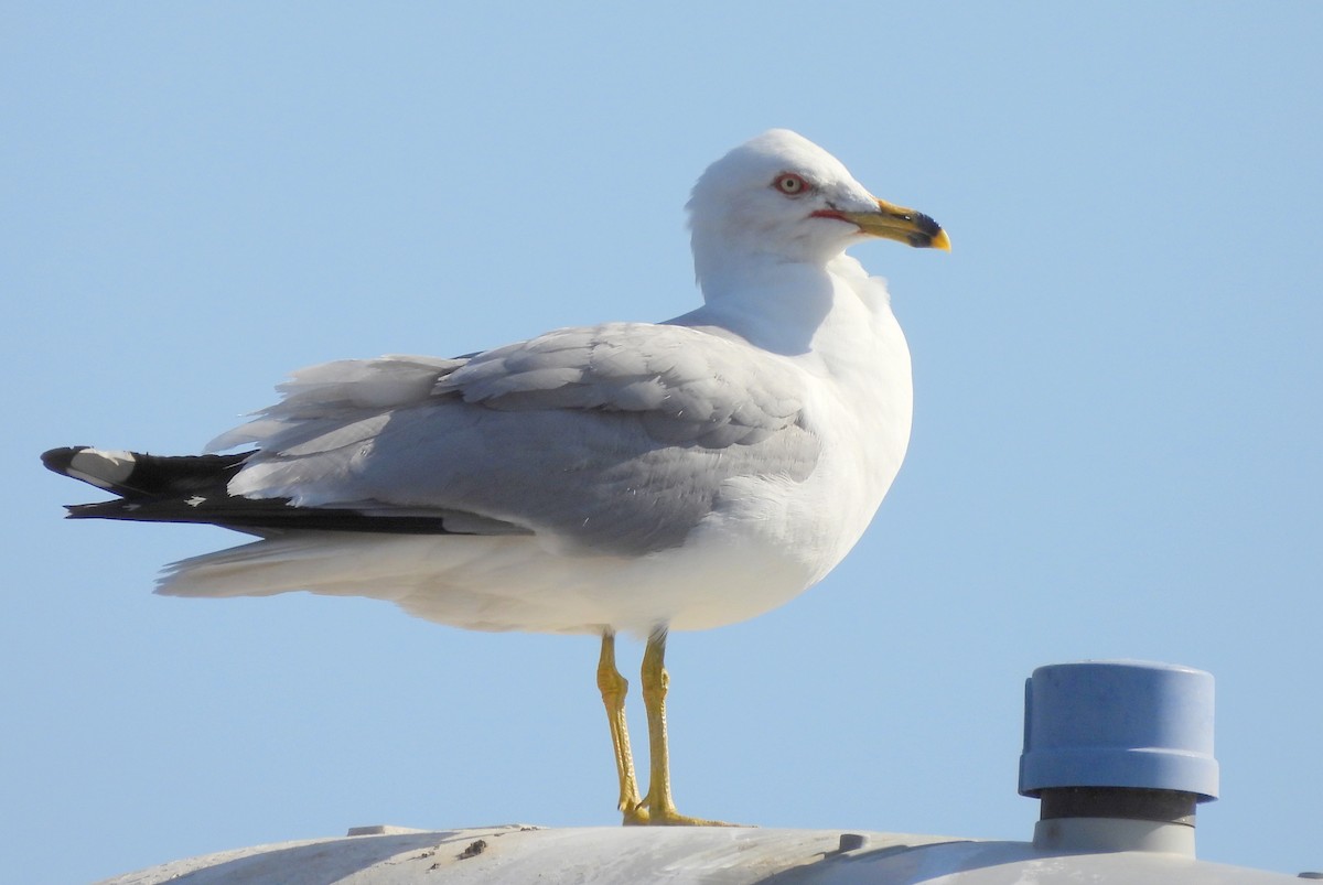 Ring-billed Gull - Diana LaSarge and Aaron Skirvin