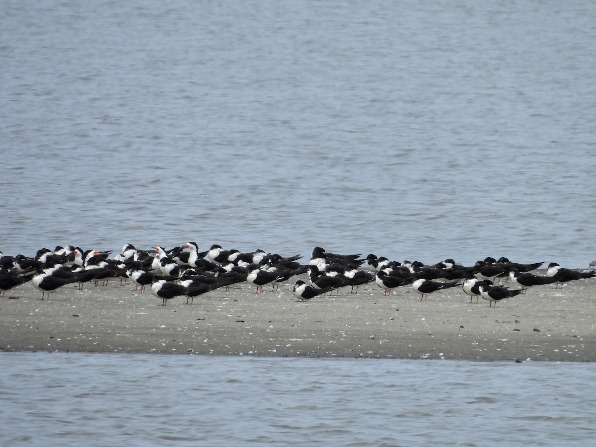 Водоріз американський - ML577959611