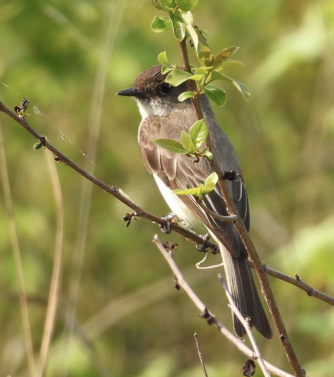 Eastern Phoebe - ML577960881