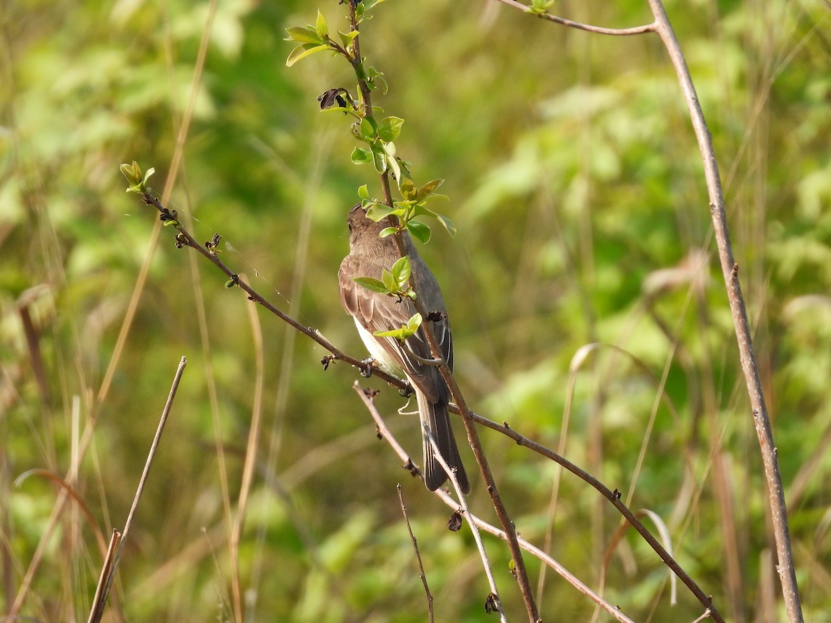 Eastern Phoebe - ML577960901