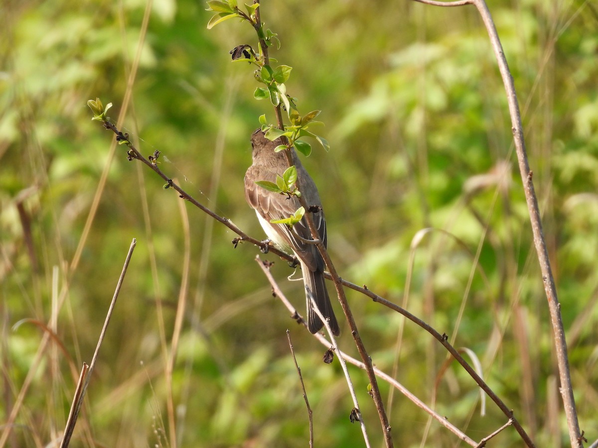 Eastern Phoebe - ML577960911