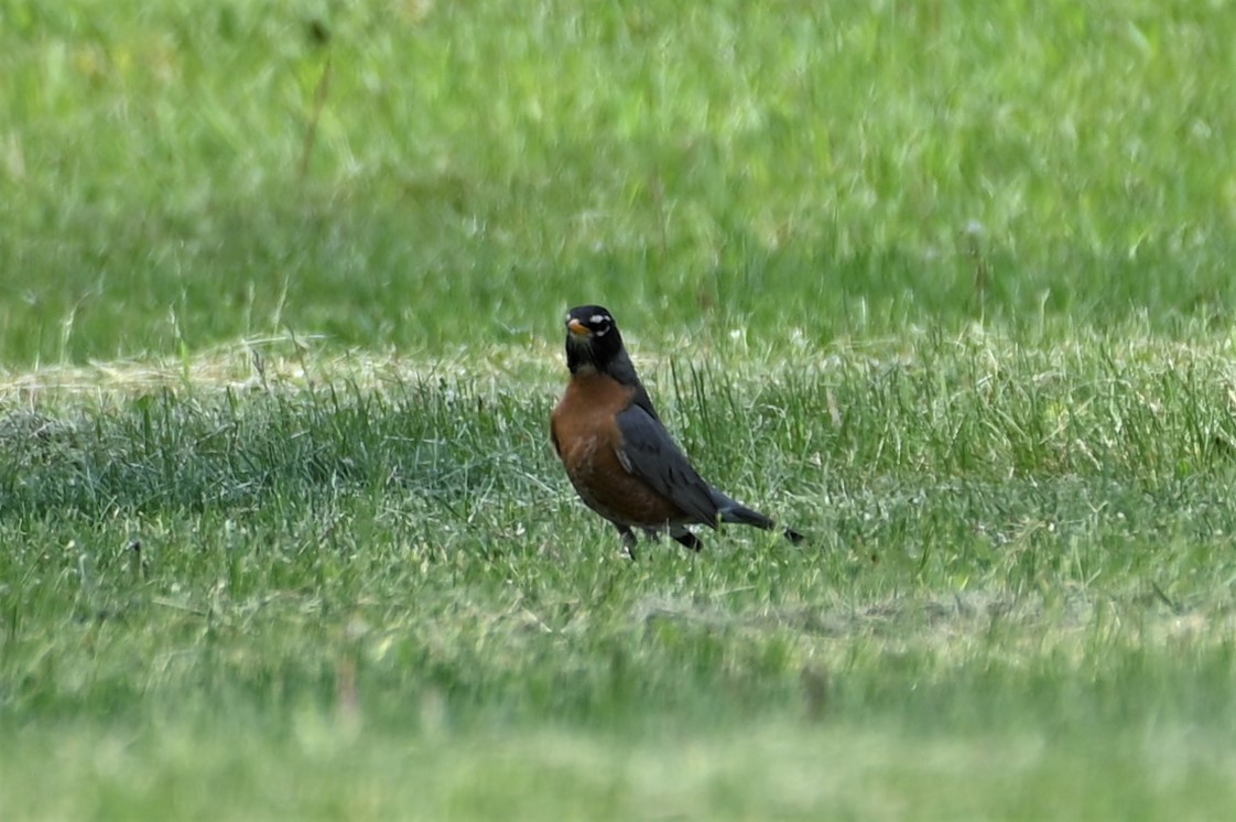 American Robin - ML577961781