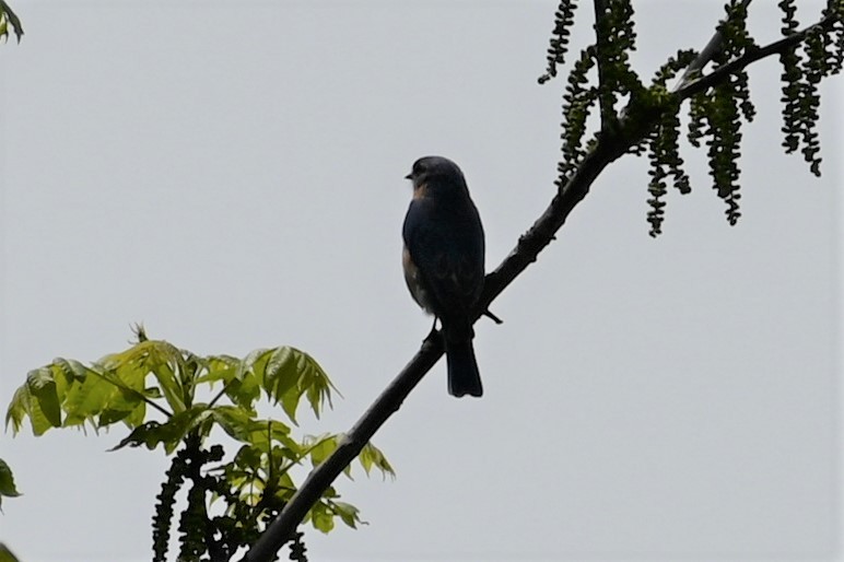 Eastern Bluebird - ML577962031