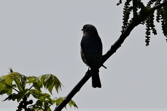 Eastern Bluebird - ML577962041