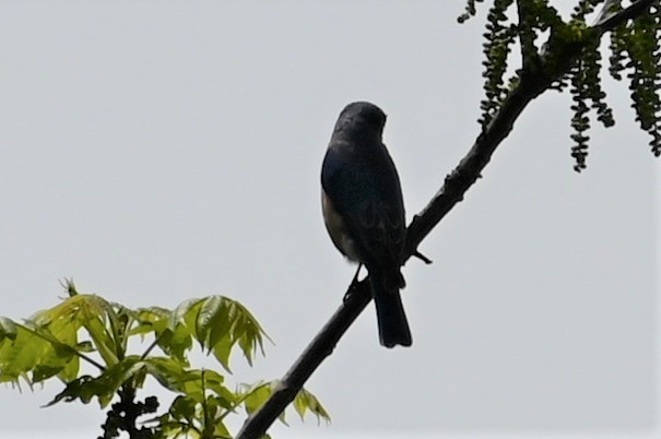 Eastern Bluebird - ML577962051