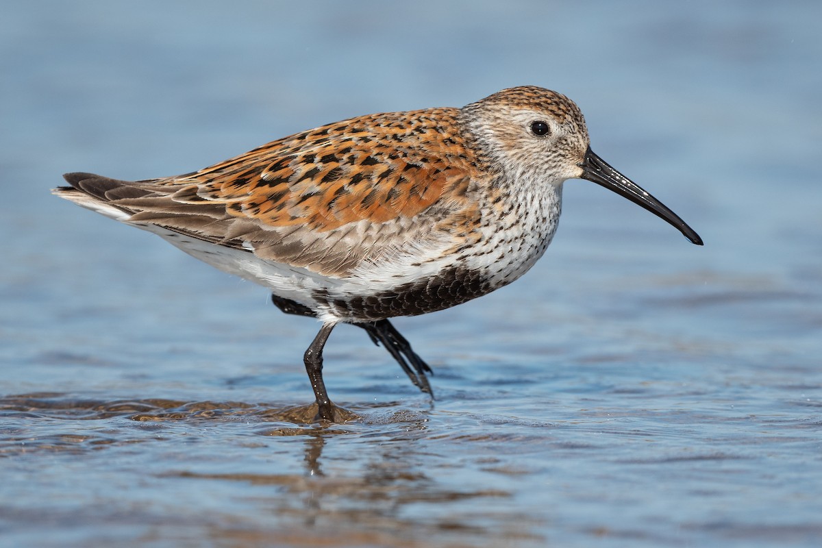 Dunlin - ML577962891