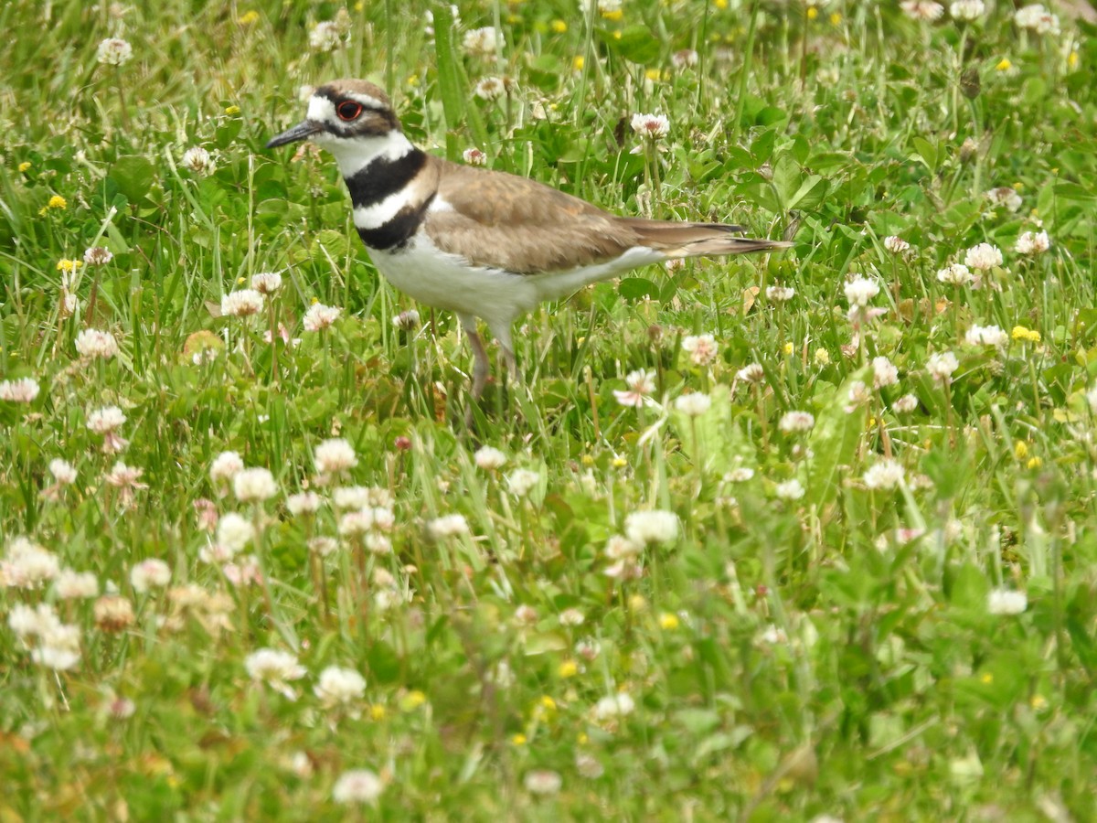 Killdeer - ML577963141