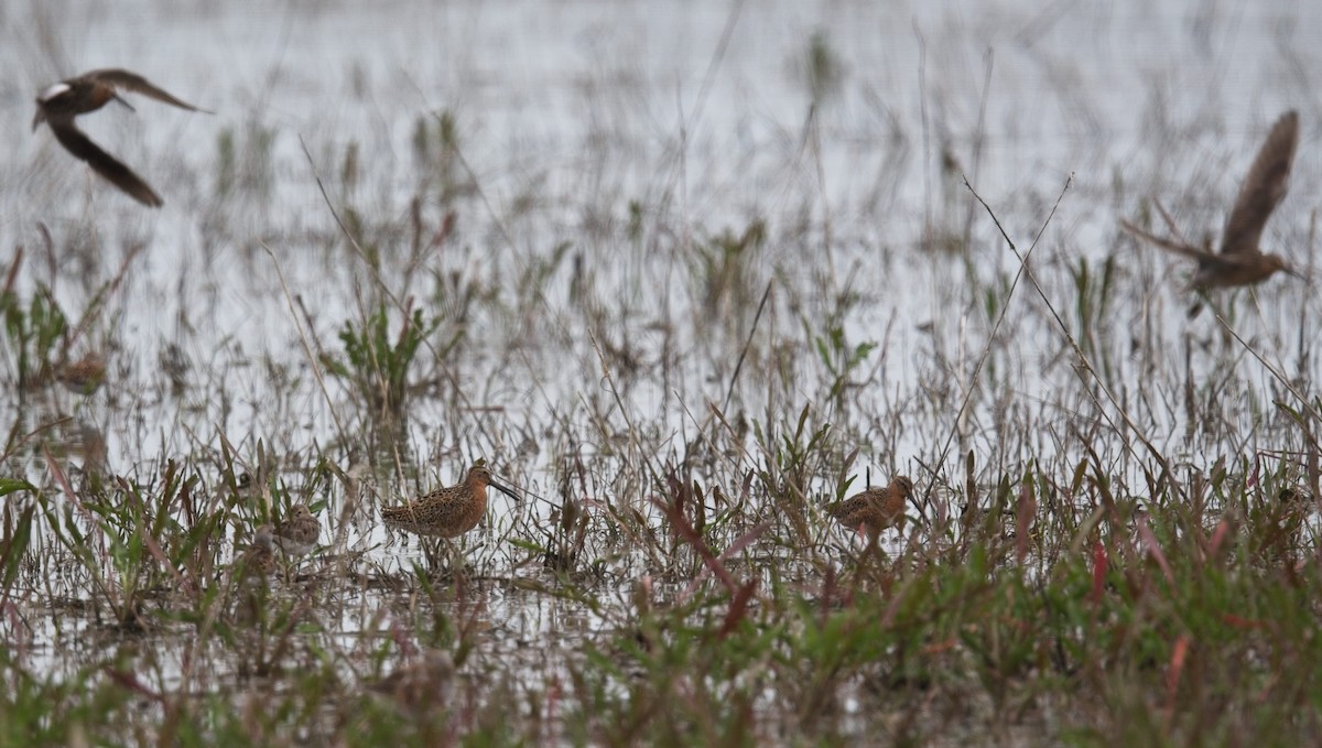 Short-billed Dowitcher - ML577963201