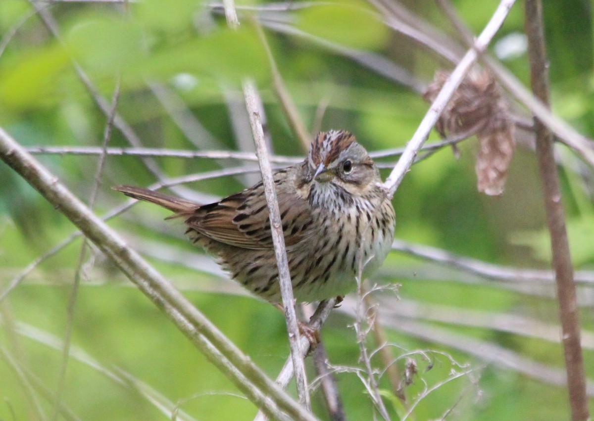 Lincoln's Sparrow - ML57796321