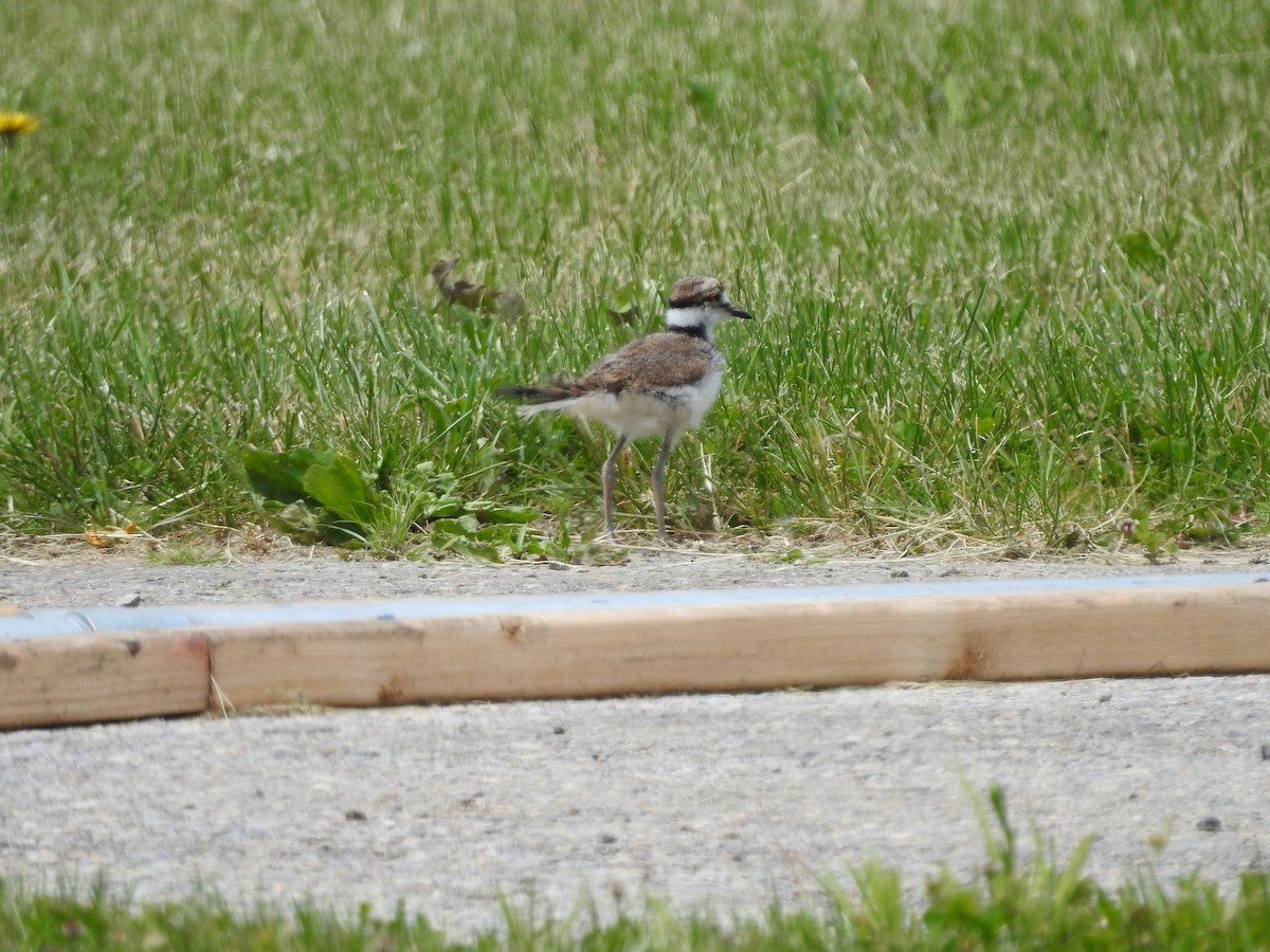 Killdeer - ML577963391