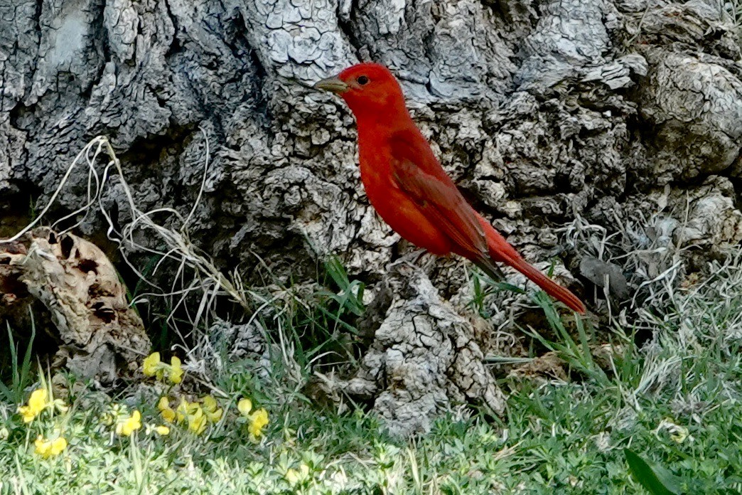 Piranga Roja - ML577963711