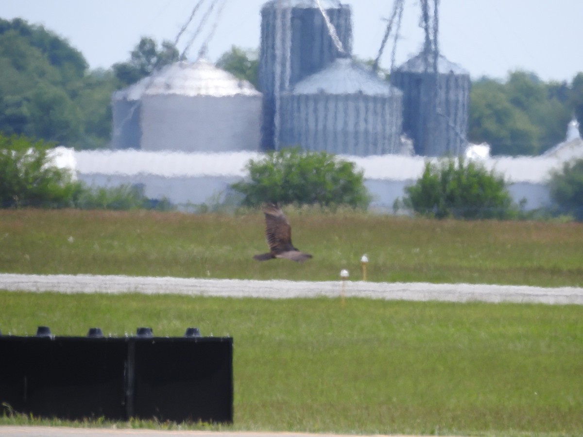 Turkey Vulture - ML577963821