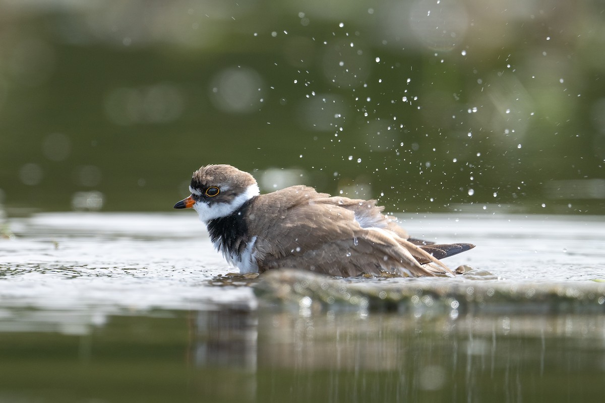 Semipalmated Plover - Chandler  Roberts