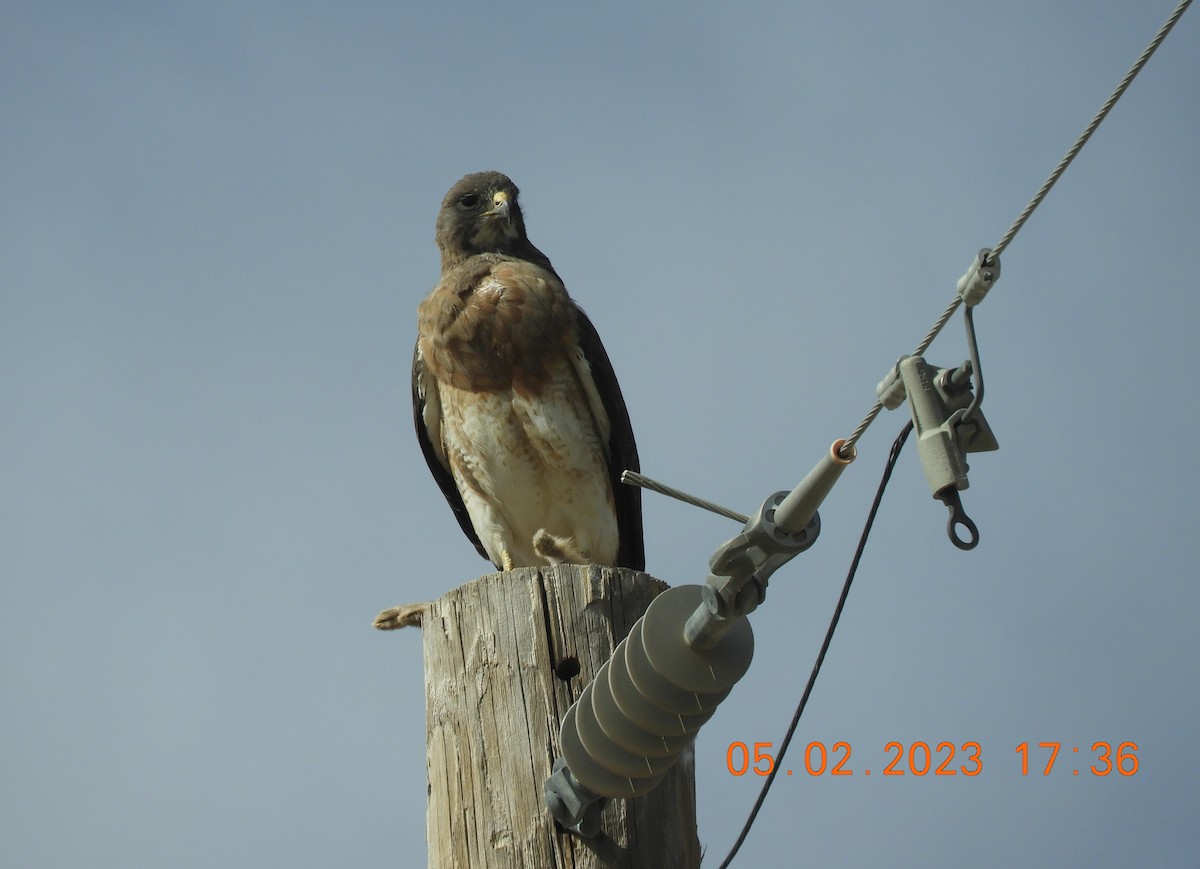 Swainson's Hawk - ML577966191