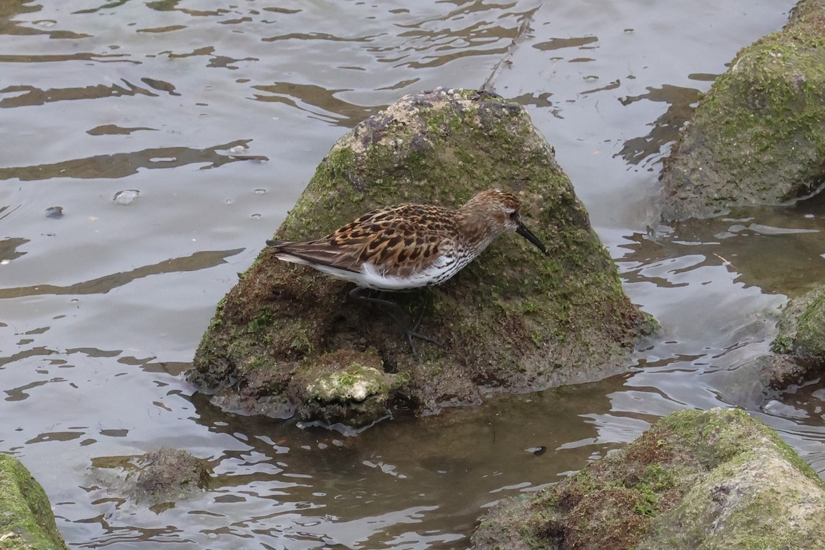 Dunlin - Joseba Amenabar