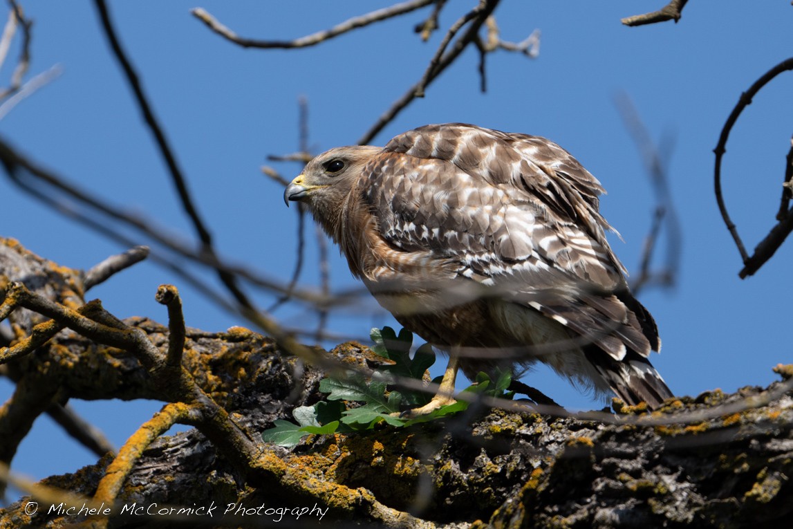 Red-shouldered Hawk - ML577966651