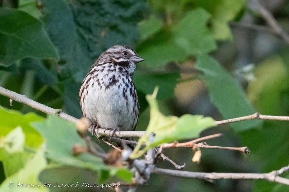 Song Sparrow - Michele McCormick
