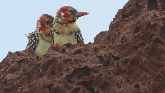 Flammenkopf-Bartvogel - ML577967381