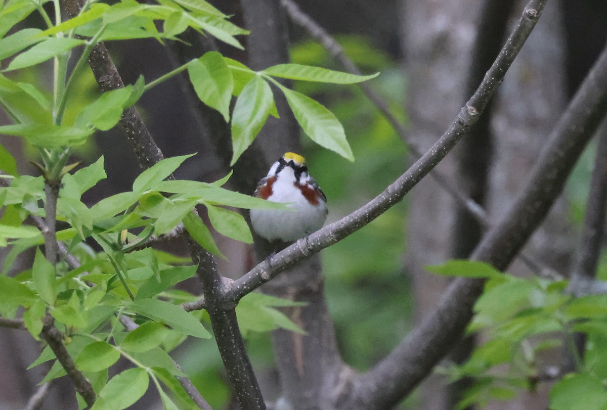 Chestnut-sided Warbler - ML577967641