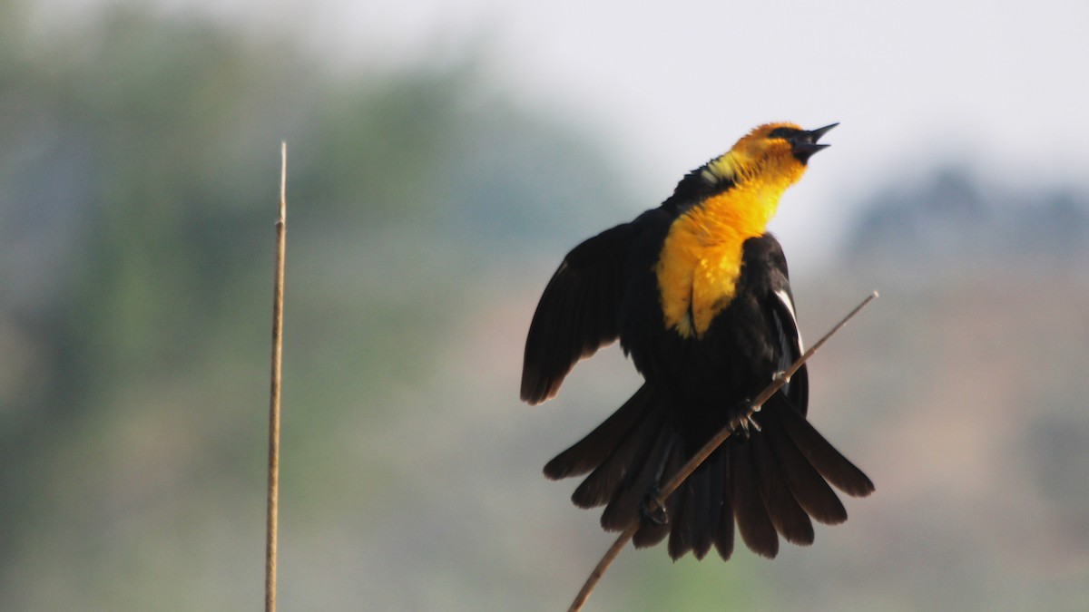 Yellow-headed Blackbird - ML577968321