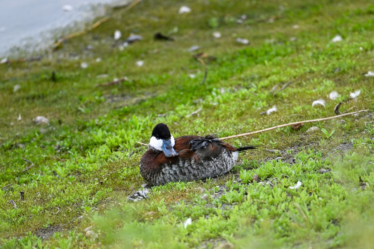 Ruddy Duck - ML577968561