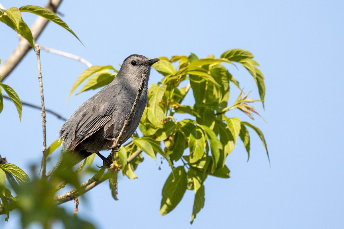 Gray Catbird - ML577969771