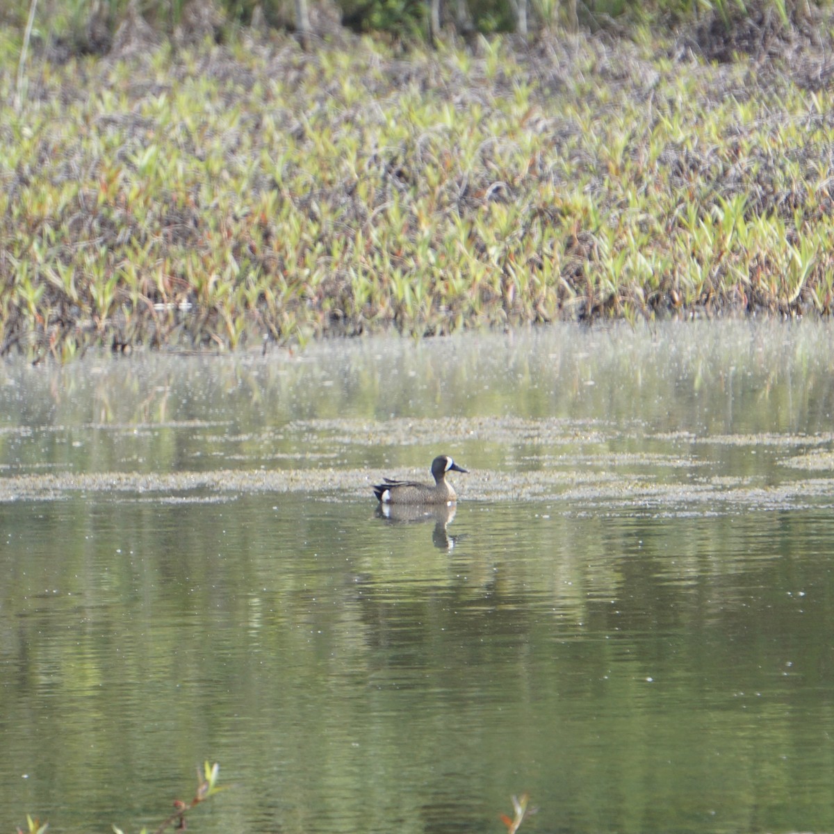 Blue-winged Teal - ML577969981