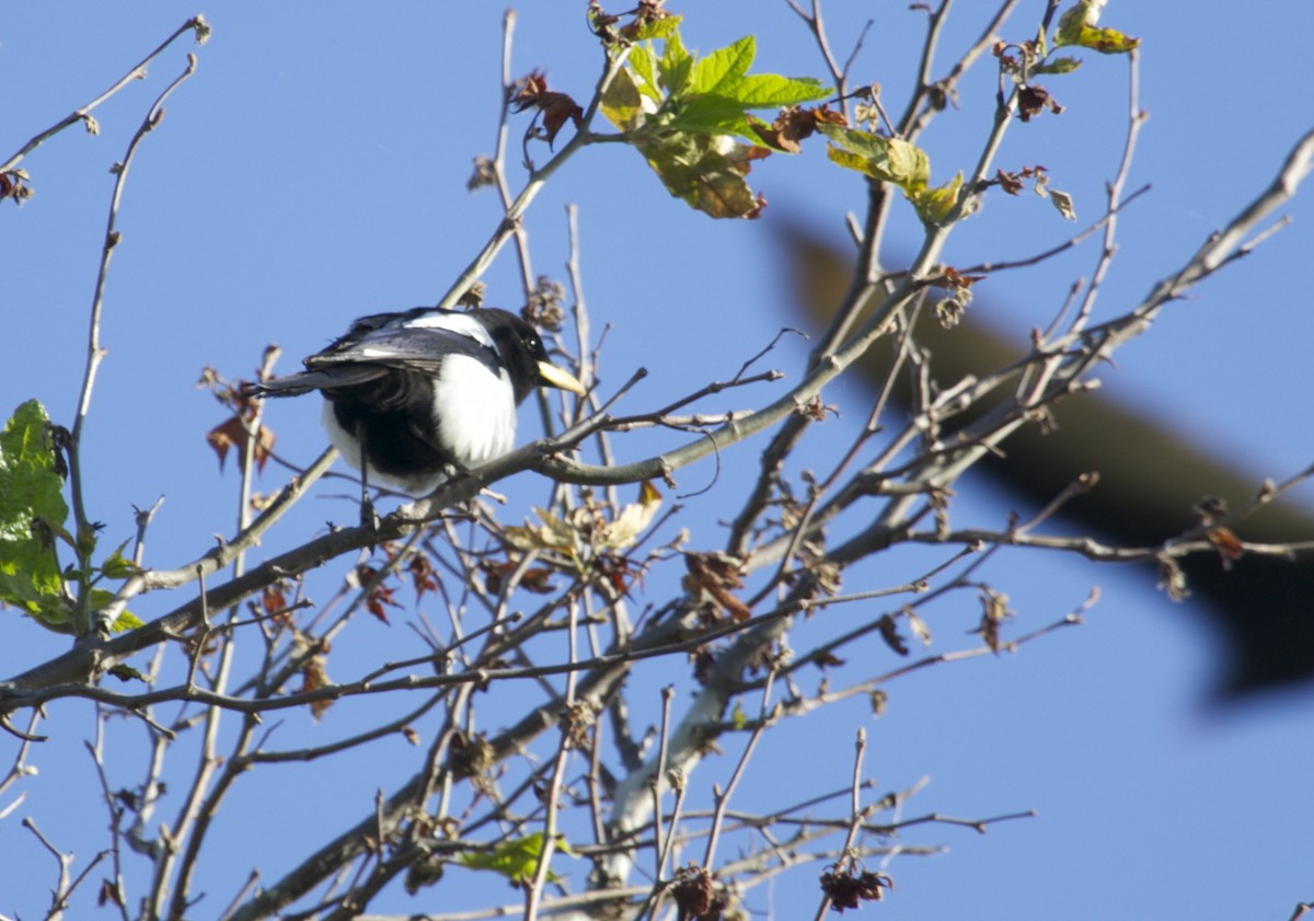 Yellow-billed Magpie - ML57797081