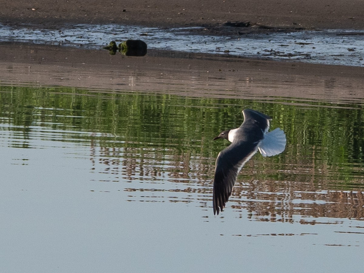 Laughing Gull - ML577971331