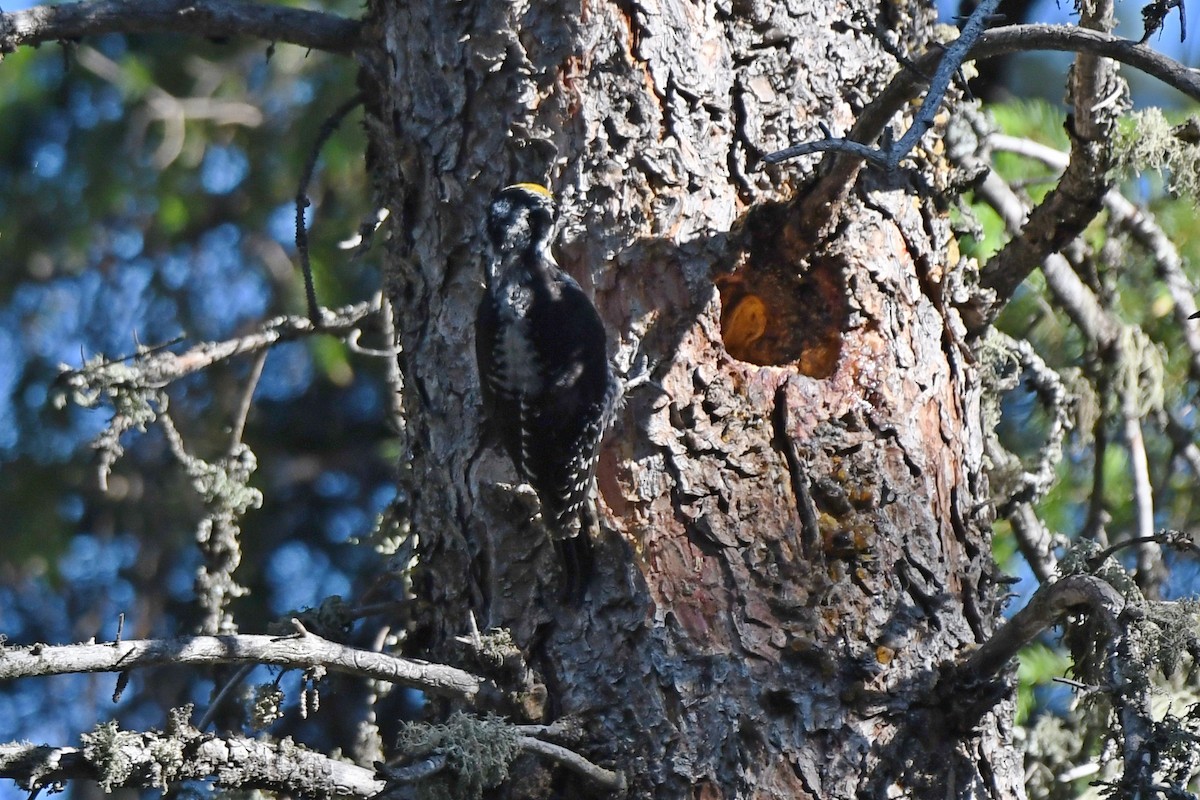 American Three-toed Woodpecker - ML577972561