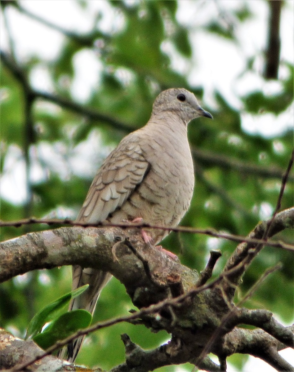 Inca Dove - ML57797281