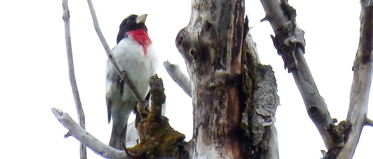 Rose-breasted Grosbeak - ML577973421
