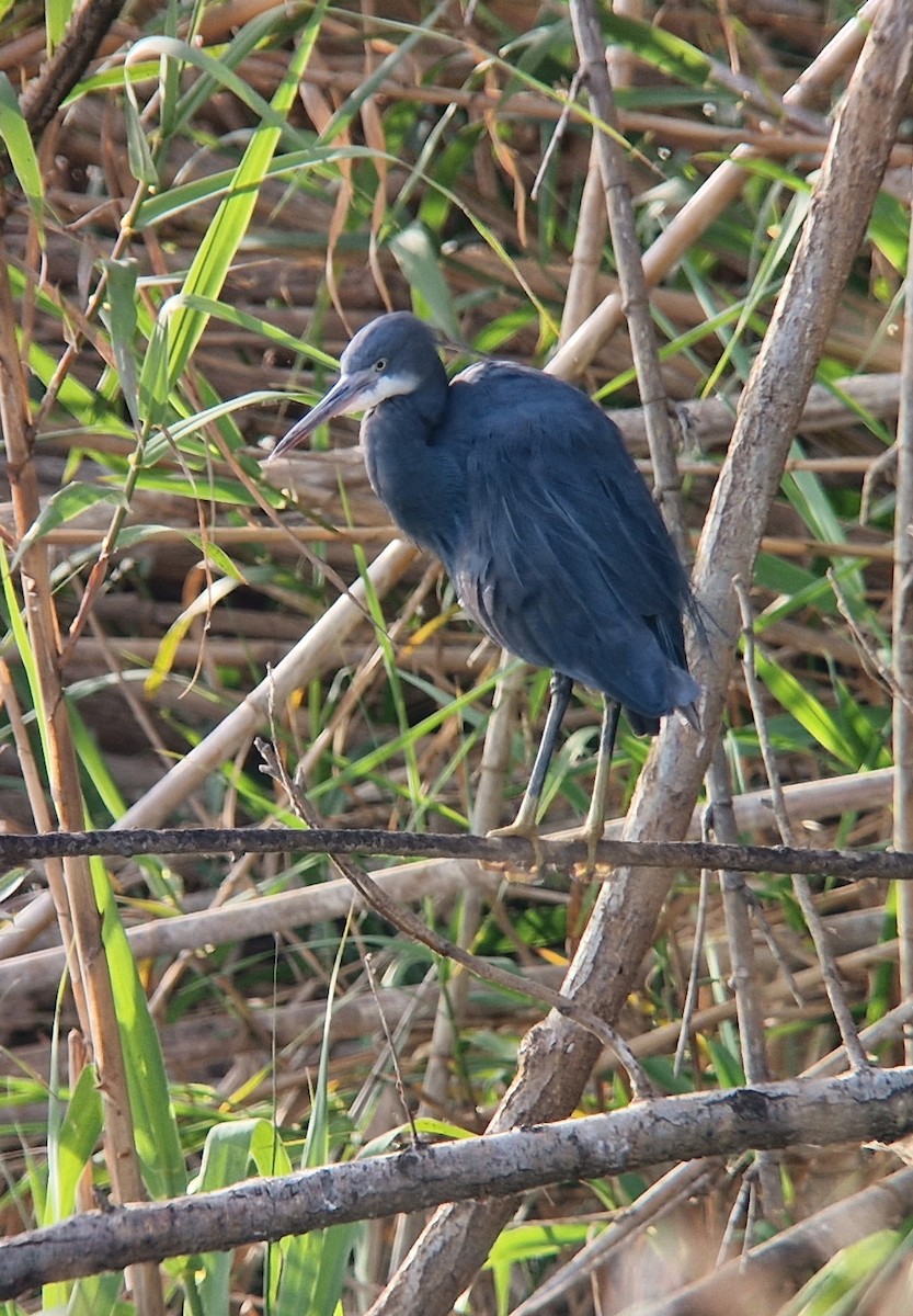 Western Reef-Heron - Jana Marco