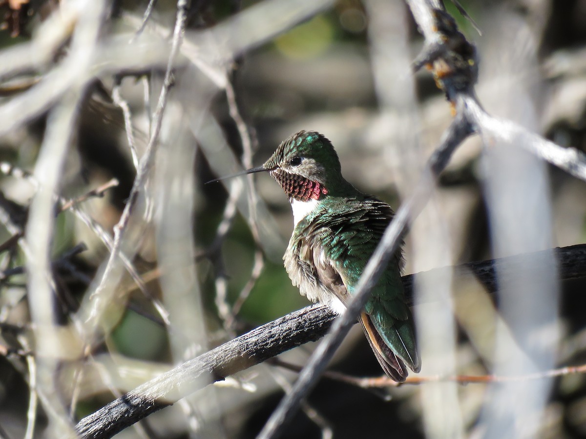 Broad-tailed Hummingbird - ML577975091