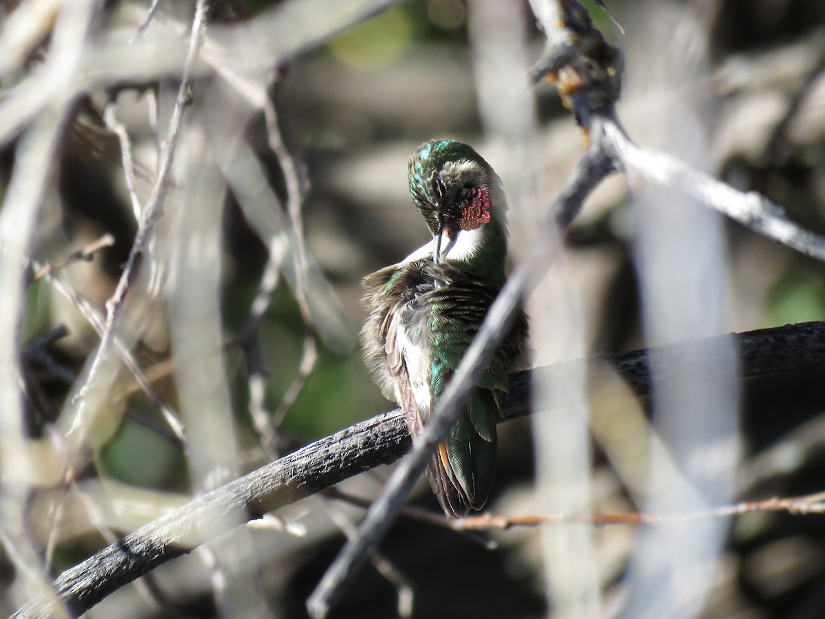 Broad-tailed Hummingbird - ML577975101